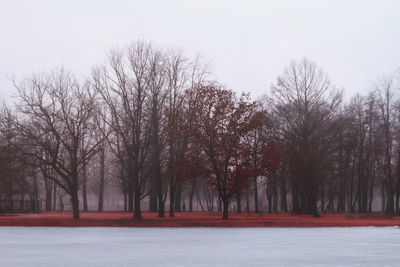 Trees against clear sky