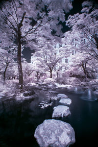 Trees by lake against sky during winter