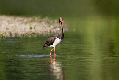 Black stork on the drava river, croatia