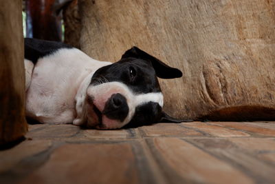 Close-up of a dog sleeping on floor