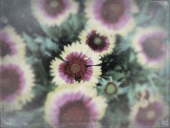 Close-up of fresh purple flowers blooming outdoors