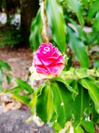 Close-up of pink flower blooming outdoors