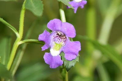 Close-up of bee on purple flower