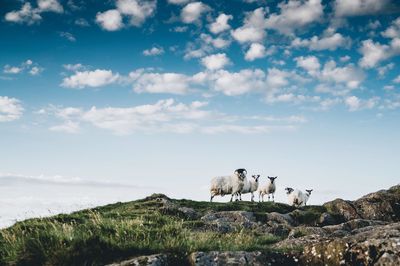 Sheep on landscape against sky