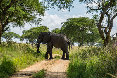 Elephant in a horse