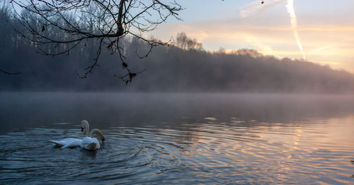 Swans swimming in lake against sky