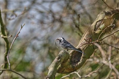 Low angle view of bird perching on branch