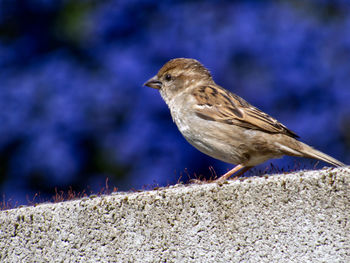 Bird perching on a wall