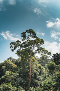 Low angle view of trees in forest against sky