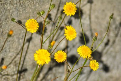 Close-up of yellow flowering plant