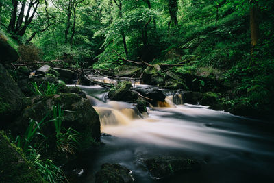 Scenic view of waterfall in forest