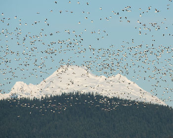 Flock of birds flying against clear sky