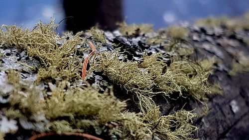 Close-up of dry plants on snow covered land