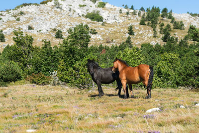 View of a horse on field