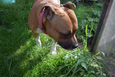 Dog in a field