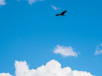 Low angle view of bird flying against blue sky