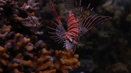 Lion fish in the philippines, tubod marine sanctuary