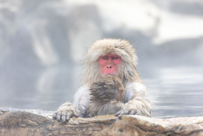 Japanese snow monkey in hot spring