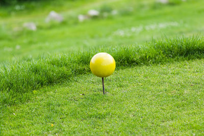 Yellow fruit on field