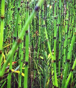 Full frame shot of bamboo plants on field