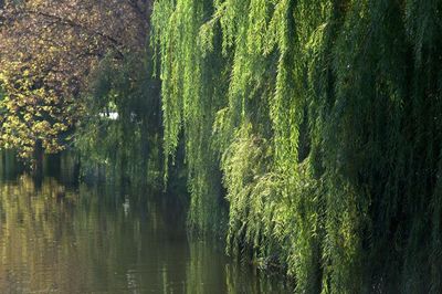 Scenic view of lush foliage