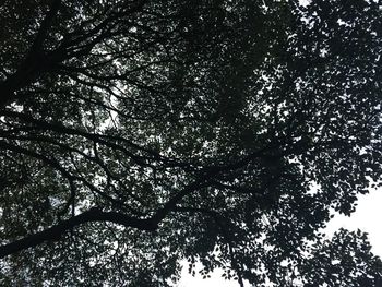 Low angle view of trees