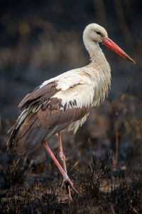 Close-up of bird on field