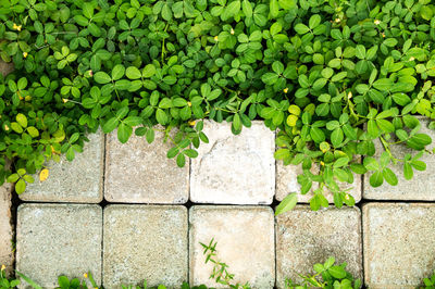 Ivy growing on stone wall