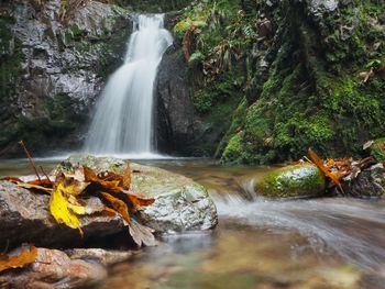 Scenic view of waterfall in forest