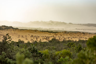 Scenic view of landscape against sky