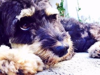 Close-up of dog lying on ground