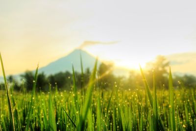 Close-up of grass in field against clear sky