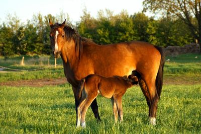 Horse feeding foal on grassy field