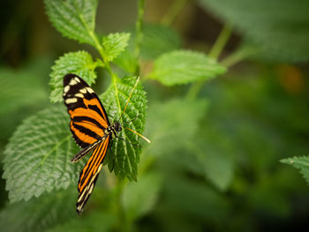 Close-up of butterfly on leaf