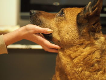 Close-up of a dog with hand