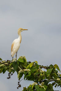 Low angle view of bird perching on plant against sky