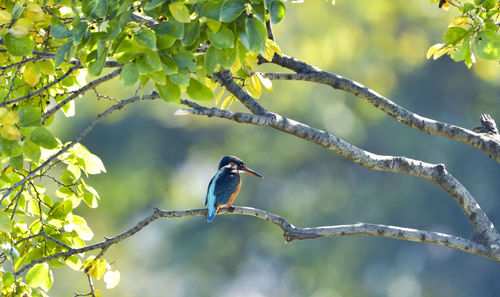 Close-up of a bird perching on a branch