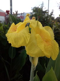 Close-up of yellow daffodil