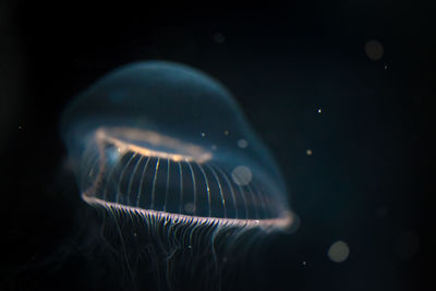 Close-up of jellyfish swimming in sea