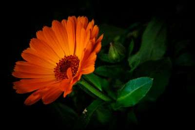 Close-up of orange flower against blurred background