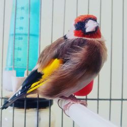 Close-up of a bird perching in cage