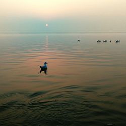 Silhouette of birds flying over sea