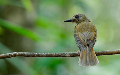 Close-up of bird perching on branch