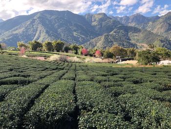 Scenic view of agricultural field by mountains against sky