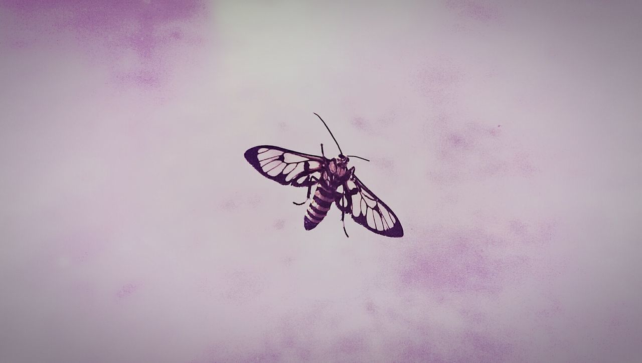 Transparent wings