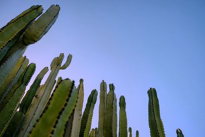 Low angle view of organ pipe cactus against sky