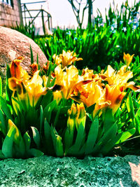 Close-up of yellow flowers