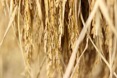 Close-up of wheat field