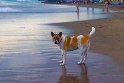 Dog running on beach