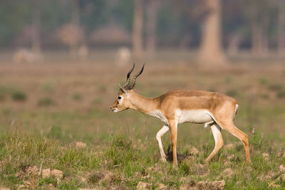 Deer standing on field